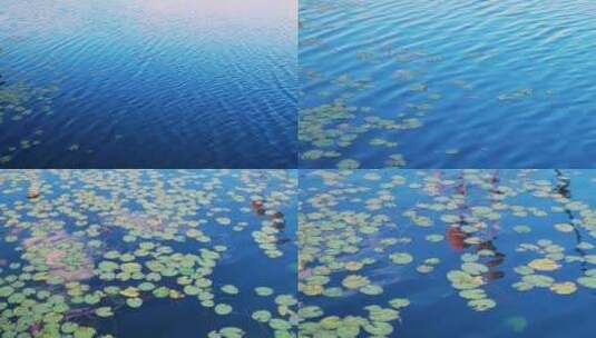 蓝色水中的睡莲高清在线视频素材下载