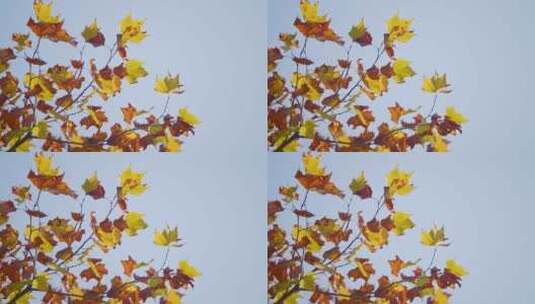 秋天的梧桐树叶高清在线视频素材下载