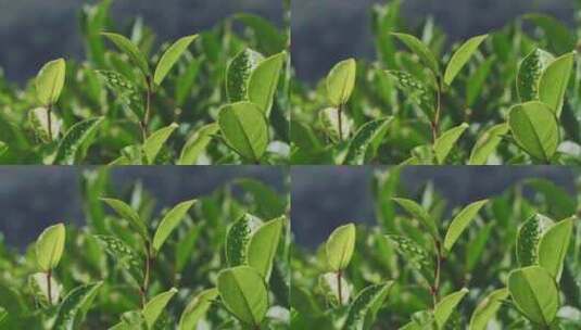 茶山茶园红茶绿茶茶叶种植高清在线视频素材下载