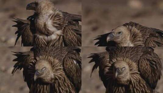 实拍青海野生动物秃鹫秃鹰高清在线视频素材下载