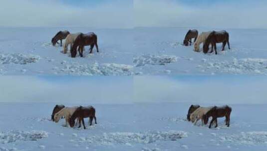 呼伦贝尔冬天的草原马群1423高清在线视频素材下载