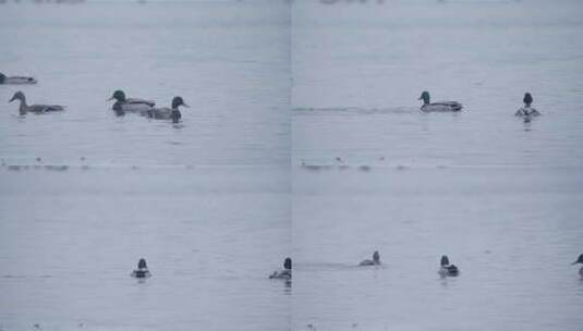 冬季湖面上野生绿头鸭和大雁在自由飞翔觅食高清在线视频素材下载