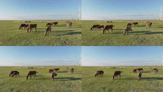 航拍呼伦贝尔草原风光442马群羊群442高清在线视频素材下载