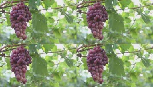 葡萄园 葡萄高清在线视频素材下载