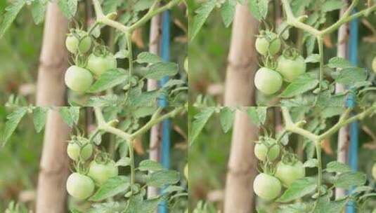 番茄苗结果实拍高清在线视频素材下载