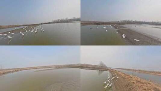 穿越机航拍河湖飞鸟群白鹭鸟类集中地与鸟飞高清在线视频素材下载