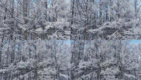 寒冬松林雪景松树林雪林雪松松枝挂雪高清在线视频素材下载