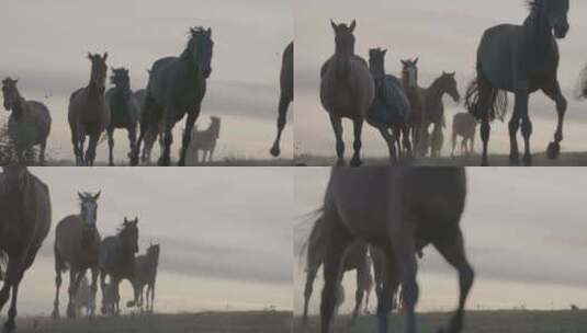 奔跑中的马群高清在线视频素材下载