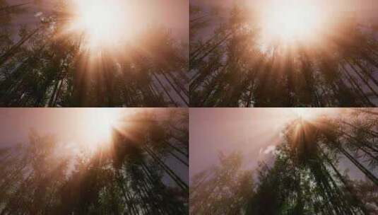 太阳下的竹林高清在线视频素材下载