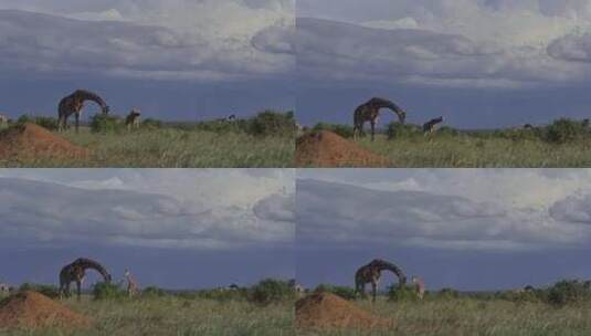野生长颈鹿高清在线视频素材下载