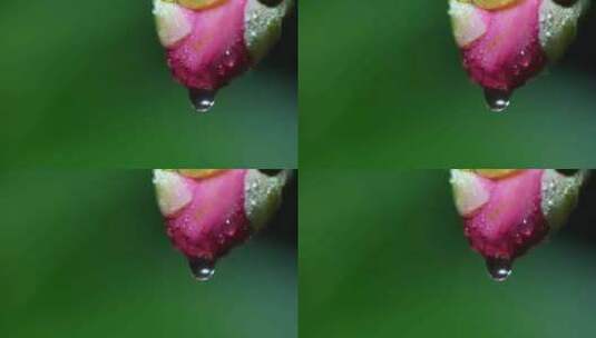 春天雨后含苞欲放的茶花粉色山茶花高清在线视频素材下载