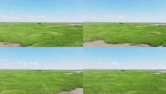 4K航拍盐城野鹿荡绿色滩涂草地高清在线视频素材下载