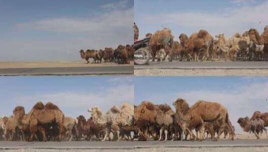 阿勒泰福海骆驼高清在线视频素材下载