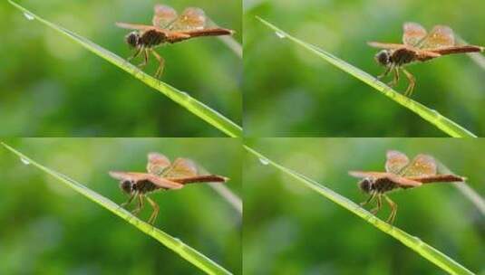 绿色自然背景下的动物昆虫蜻蜓高清在线视频素材下载