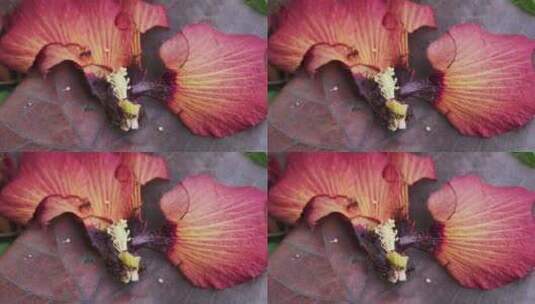 火蚁动态觅食掉落的红芙蓉花及其黄色雌蕊，高清在线视频素材下载