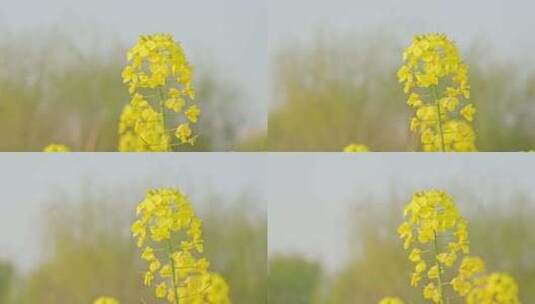 农田里的油菜花空镜运镜特写高清在线视频素材下载