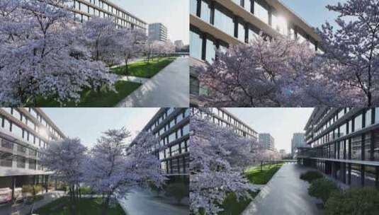 （合集）杭州阿里巴巴西溪园区春天樱花盛开高清在线视频素材下载