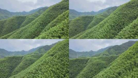 平塘马安竹海航拍 竹林森林云海高清在线视频素材下载