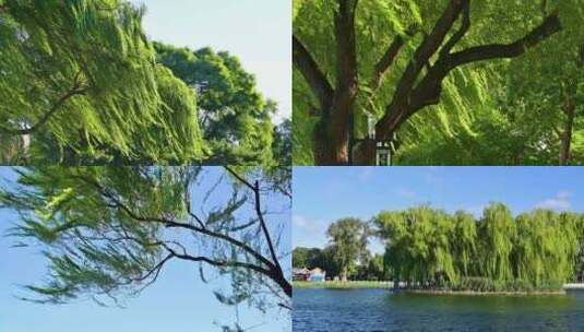 夏天的大风吹动摇摆的柳树柳叶绿叶摇动高清在线视频素材下载