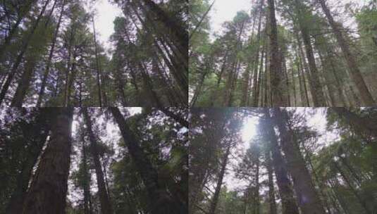 原始森林高清在线视频素材下载