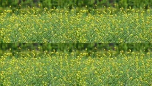 春天盛开的黄色油菜花与采蜜蜜蜂满画幅特写高清在线视频素材下载