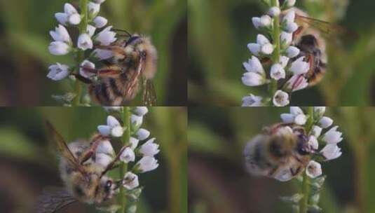 大黄蜂采蜜，微距升格特写高清在线视频素材下载