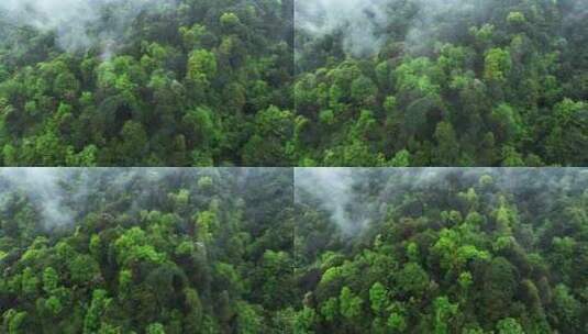 云雾森林高清在线视频素材下载