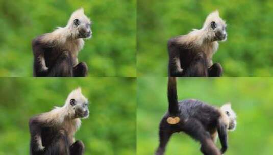 珍稀物种白头叶猴高清在线视频素材下载