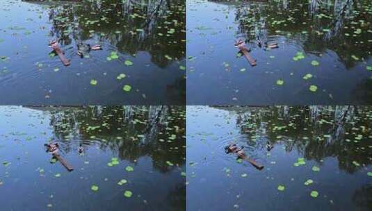 初夏荷塘荷叶生长湖面休息的鸭子绿头鸭高清在线视频素材下载