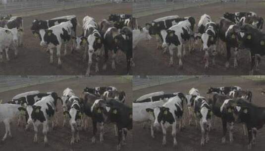 一群奶牛荷斯坦奶牛高清在线视频素材下载