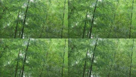 竹海竹叶沉浸式雨天滴水的竹林高清在线视频素材下载