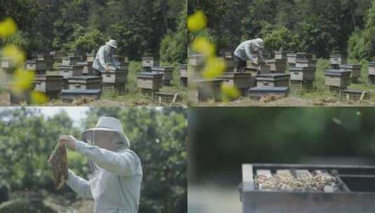 蜂农打开蜂箱检查蜜蜂-合集高清在线视频素材下载