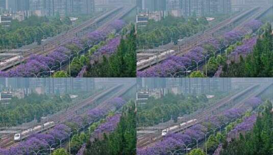 成都蓝花楹和向前飞驰的列车高清在线视频素材下载