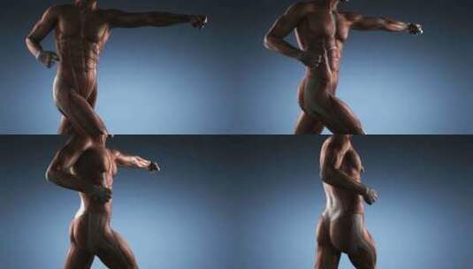 人体肌肉解剖学高清在线视频素材下载