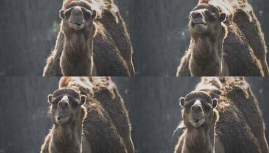 哺乳动物骆驼高清在线视频素材下载