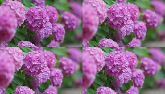 粉色蓝色绣球花随风飘荡高清在线视频素材下载
