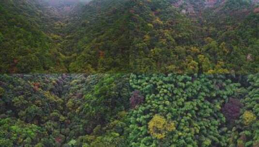 茂密森林雨林植被自然视频高清在线视频素材下载