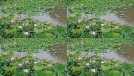 雨天的荷花 荷花池塘高清在线视频素材下载