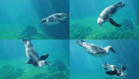 企鹅，游泳，玩耍，水族馆高清在线视频素材下载