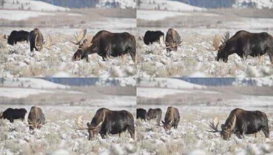 驼鹿，角，雪，领域高清在线视频素材下载