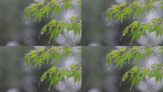 雨滴从绿色植物上落下唯美素材高清在线视频素材下载