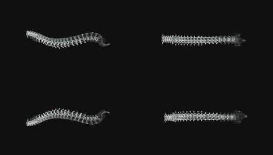 柱椎体全息图高清在线视频素材下载