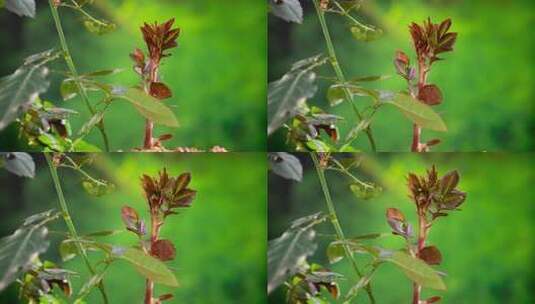 月季花发芽生长60帧-2高清在线视频素材下载