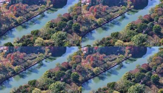 中国杭州西溪湿地秋日美景航拍高清在线视频素材下载