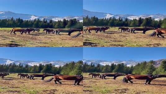 竖屏新疆夏塔草原雪山牧场自然风景高清在线视频素材下载