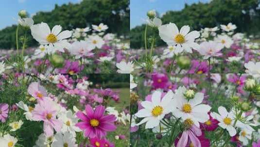 格桑花 秋英 波斯菊 0029高清在线视频素材下载