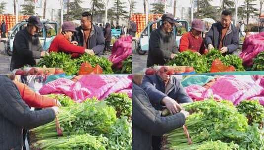 两人整理捆扎大量芹菜高清在线视频素材下载