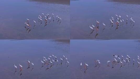 鄱阳湖湿地日落候鸟大雁飞鸟景观高清在线视频素材下载