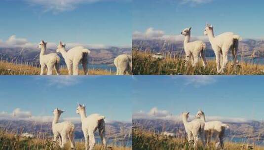 草地上两只羊驼眺望远方高清在线视频素材下载