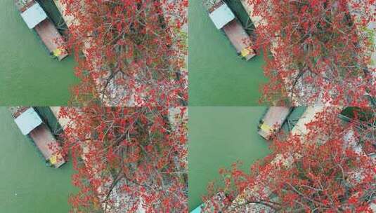 唯美意境古建筑旁盛开的木棉花岭南特色木棉高清在线视频素材下载